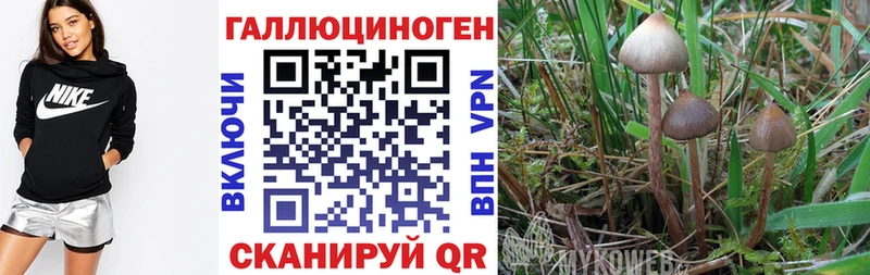 Галлюциногенные грибы мицелий  Евпатория 